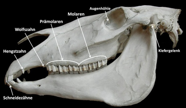 Pferdeschädel mit Gebiss