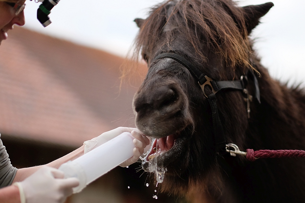 Pferd Zähne Raspeln Kosten