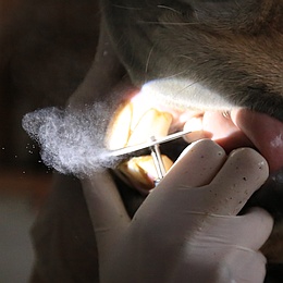 Maschinelle Zahnbehandlungen