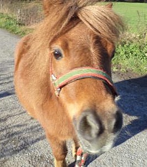 Shetland-Pony