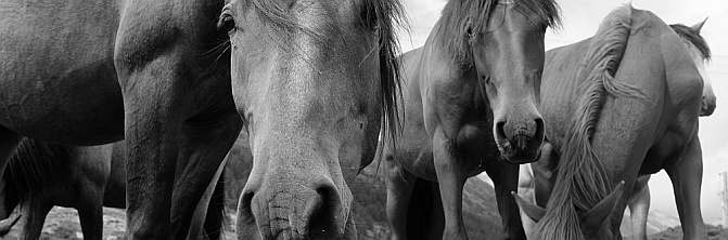 neugierige Berber-Pferde