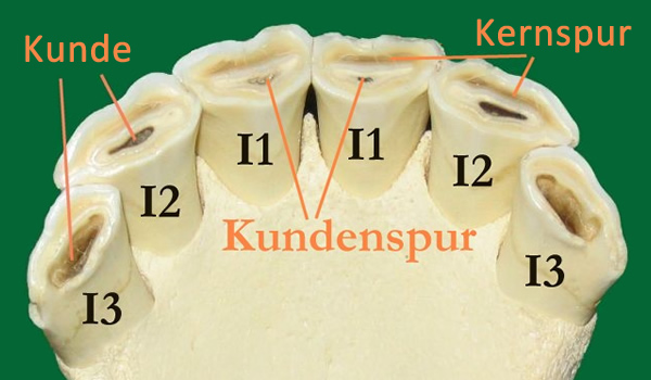 Schneidezähne eines Pferdes